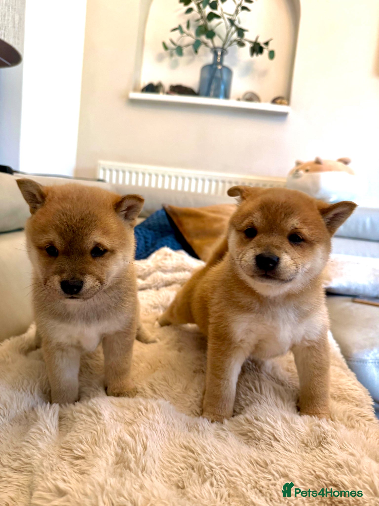 Japanese Shiba Inu dogs BEAUTIFUL RED PURE BREED SHIBA INU PUPPIES 💜 - Advert 1