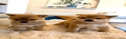 Japanese Shiba Inu dogs for sale: BEAUTIFUL RED PURE BREED SHIBA INU PUPPIES 💜 in Swadlincote - Advert 1