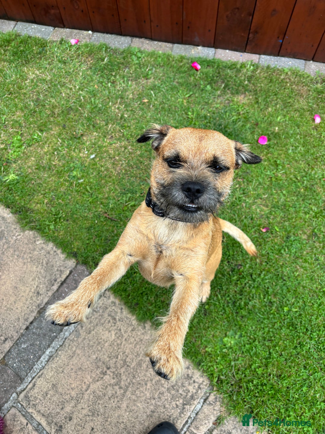 Border Terrier dogs for stud: Red boarder terrier for stuf - Image 4