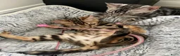 Bengal cats for sale: ‼️UPDATE ‼️Ready now TICA REGISTERED  - Advert 8