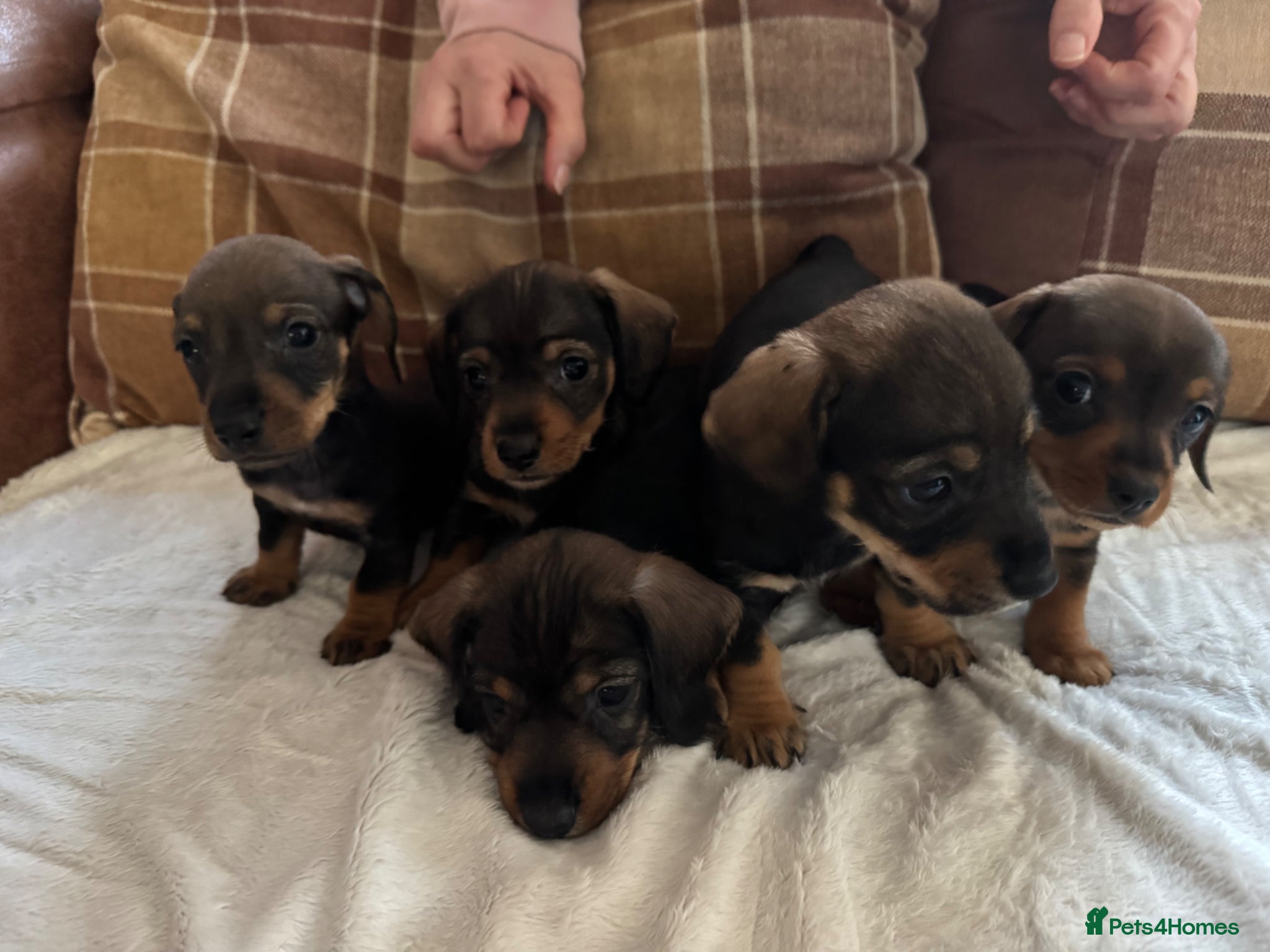 Dachshund dogs Dachshund Puppies – 4 Girls & 1 Boy Ready 8th May - Advert 1