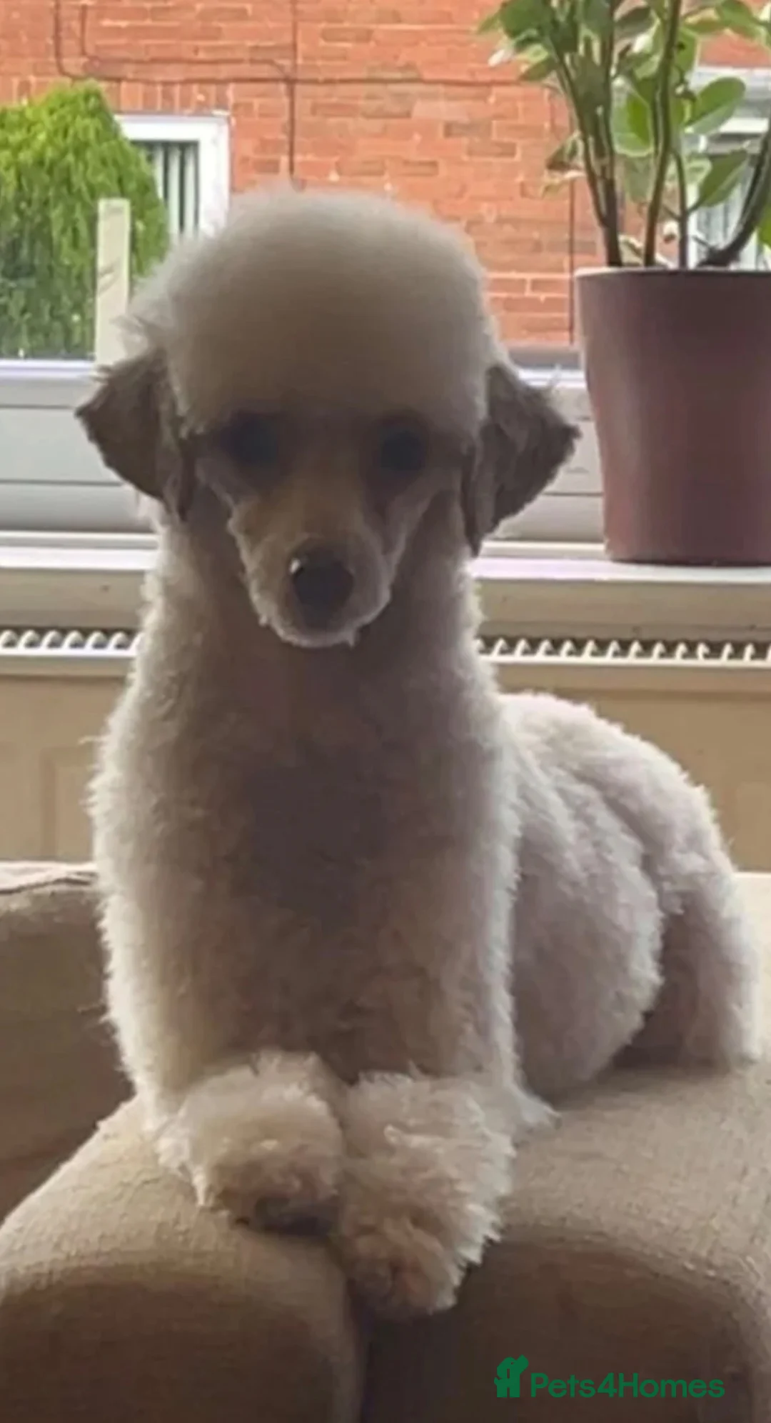 Toy Poodle dogs for sale: Stunning apricot toy poodle - Advert 2
