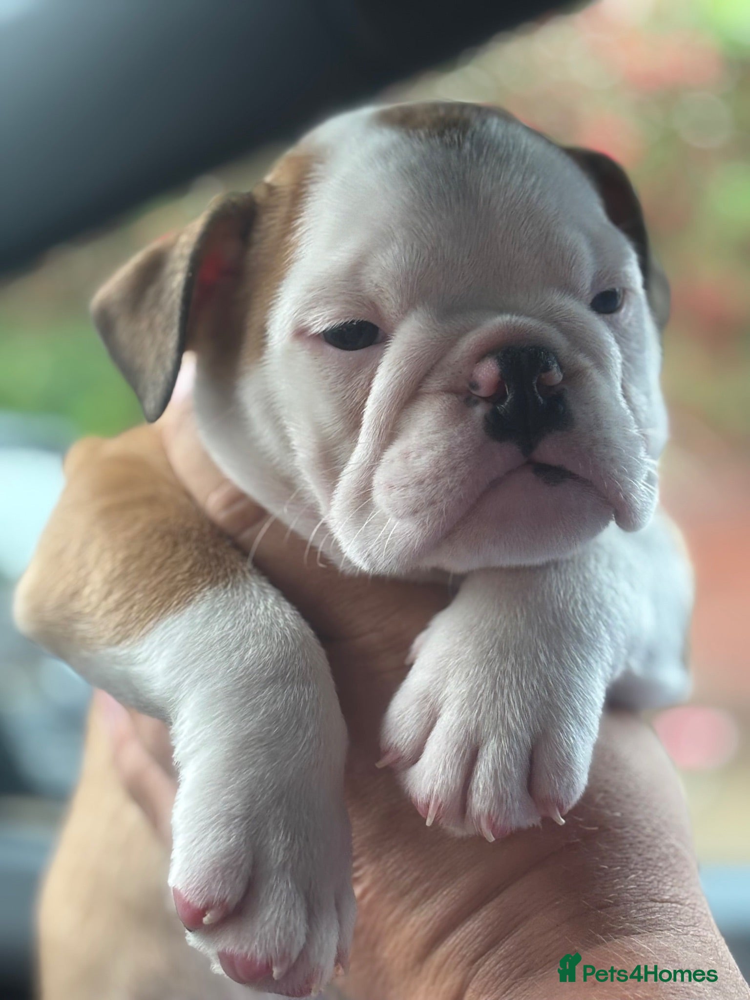 English Bulldog dogs Ready to leave this weekend  - Advert 13