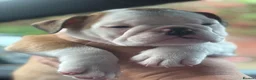 English Bulldog dogs for sale: Ready to leave this weekend  - Advert 1