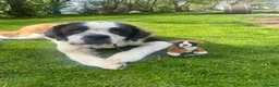 Saint Bernard dogs for stud: KC Registered pure breed stallion is up for STUD  - Advert 5