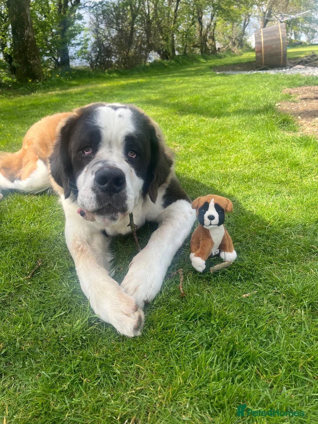 Saint Bernard dogs for stud: KC Registered pure breed stallion is up for STUD  - Advert 5