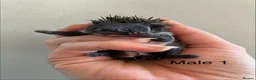 Pygmy Hedgehog rodents for sale: Gorgeous litter for Sale!  - Advert 10