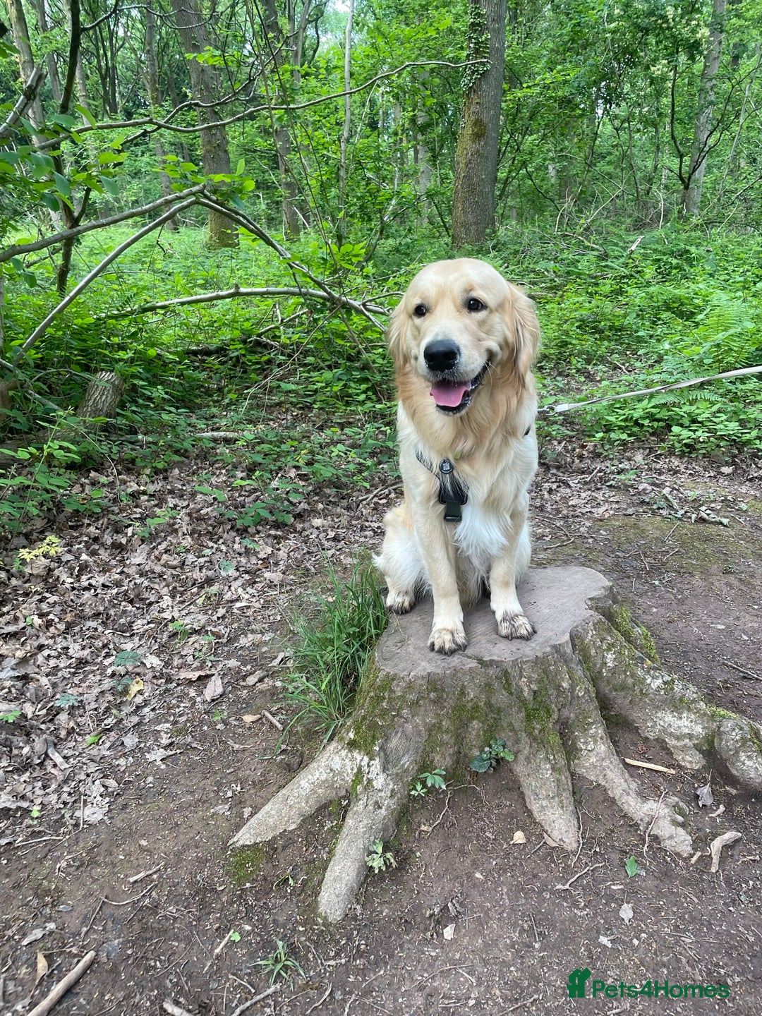 Golden Retriever dogs for stud: Proven Gorgeous Stud Dog - Image 8