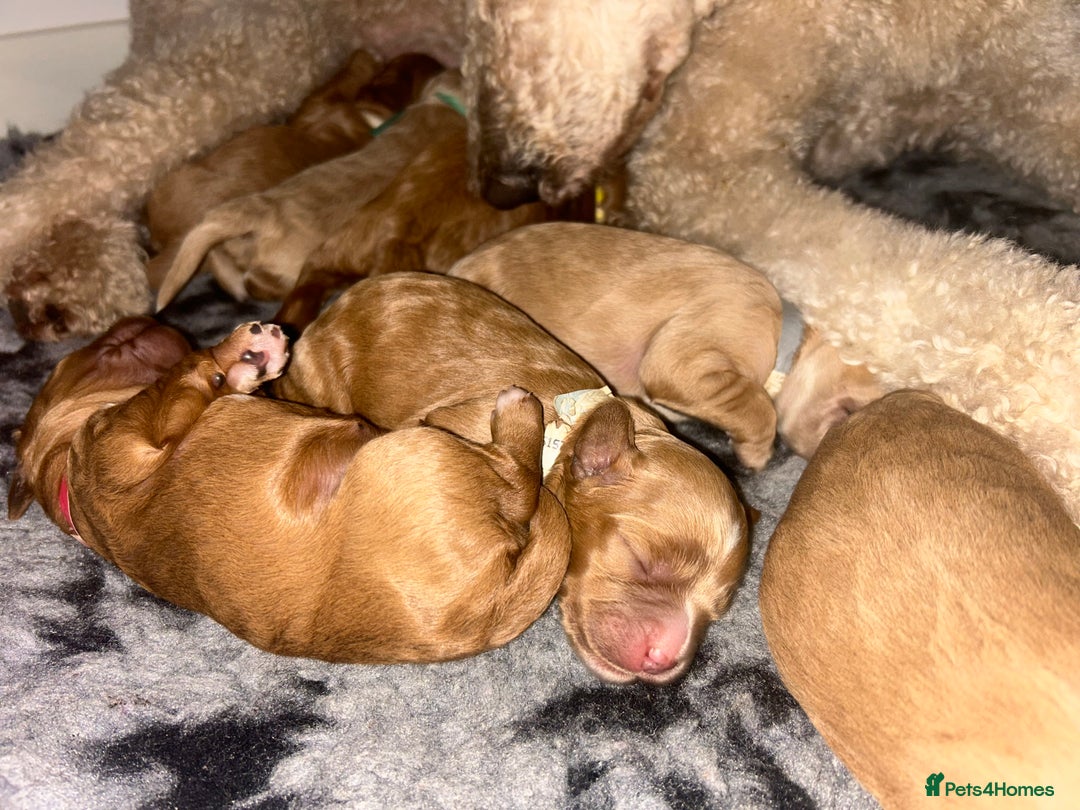 Cavapoo dogs for sale: Rare unique moyen Cavapoos - Image 9