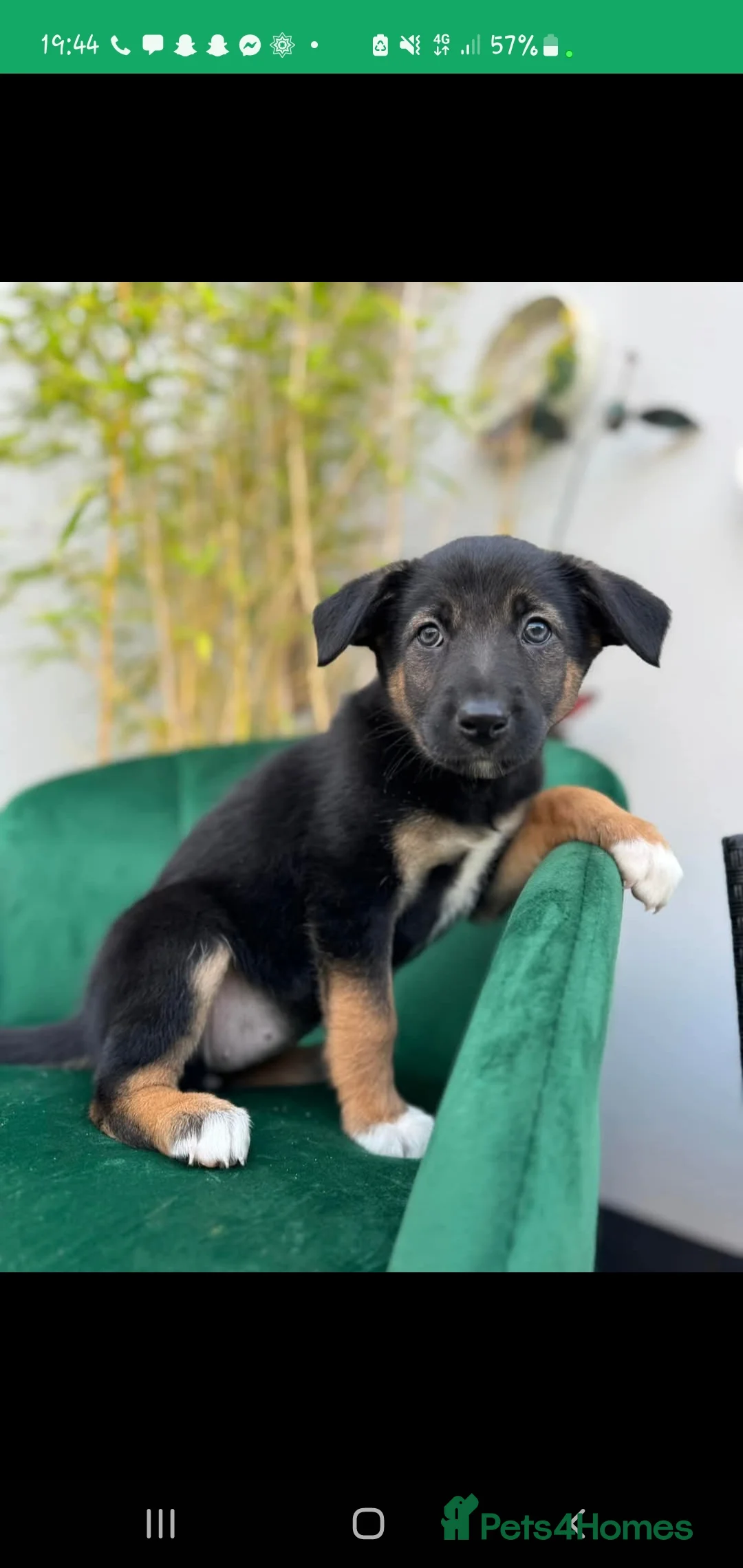 Border Collie dogs for stud: Proven pure bred tri coloured merle collie stud in Fakenham - Advert 23