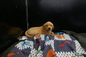 Labrador Retriever dogs ADORABLE LABRADOR PUPPIES KC REGISTERED - Advert 10