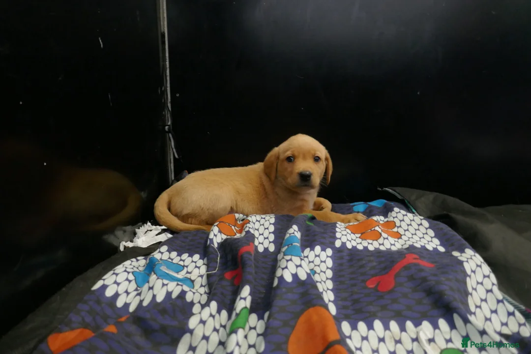 Labrador Retriever dogs for sale: ADORABLE LABRADOR PUPPIES KC REGISTERED - Advert 8