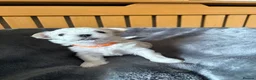 Maltipoo dogs for sale: Puppies in Falkirk - Advert 3