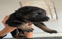 German Shepherd dogs for sale: German Shepherd puppies  - Image 12