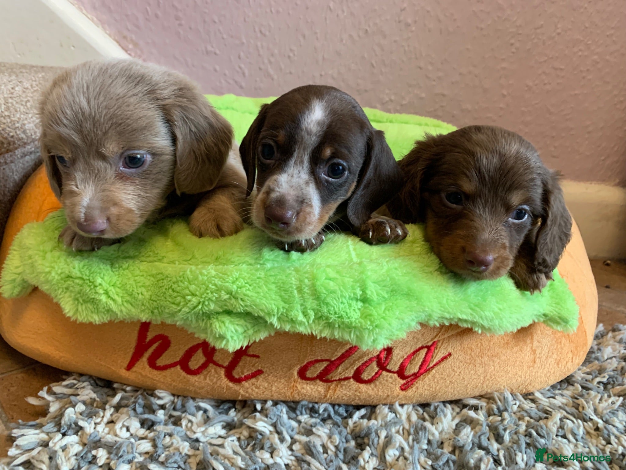 Miniature Dachshund dogs 3 long and short coat miniature dachshund pups - Advert 13