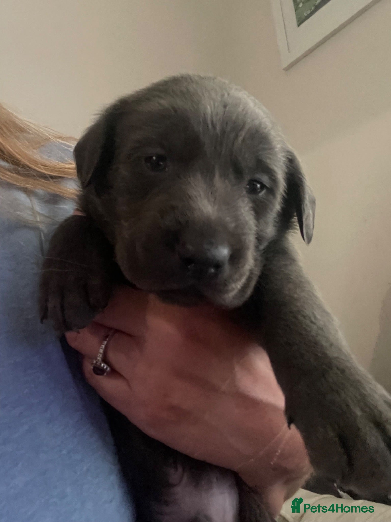 Mixed Breed dogs Labrador x lurcher (lurcherdor) - Advert 1