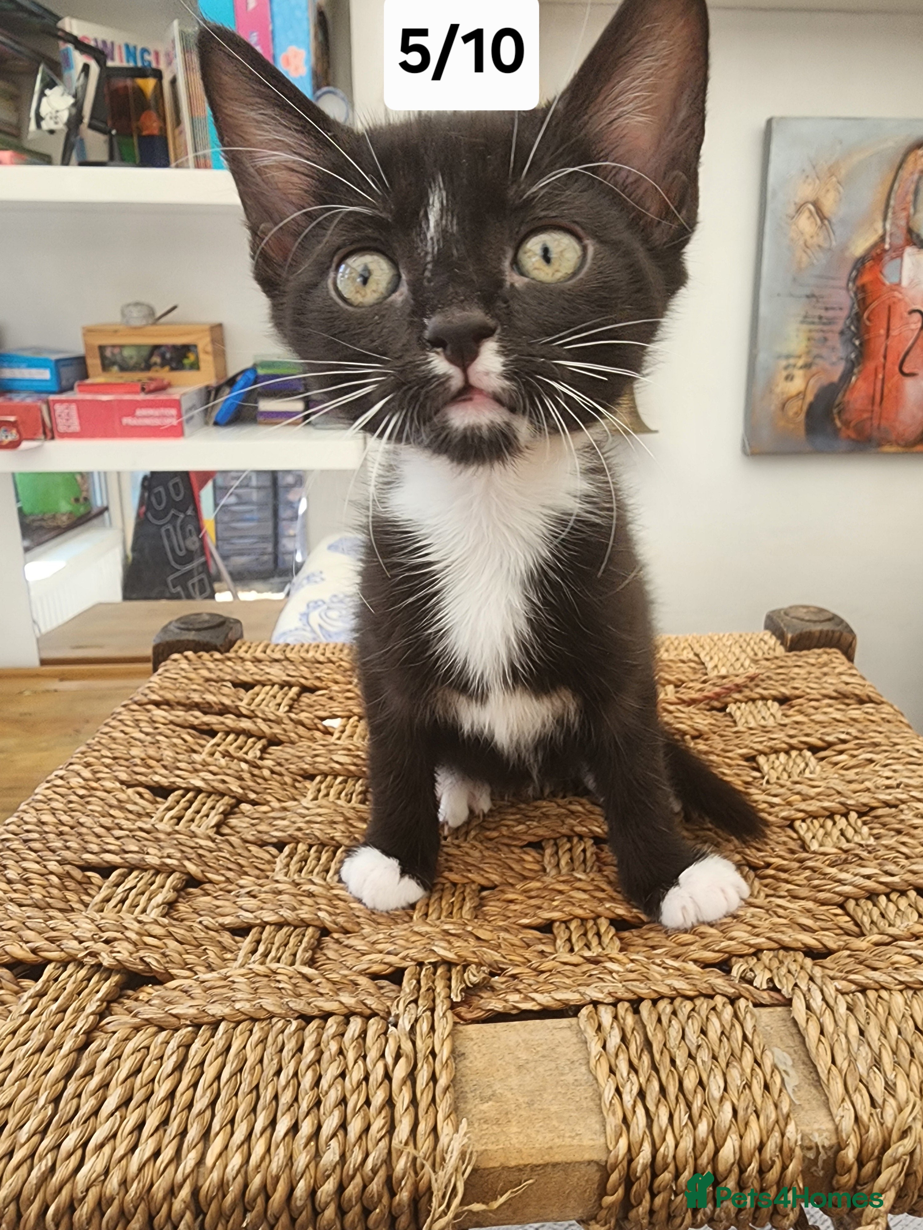 Bombay cats Bombay X Siberian kittens - Advert 8