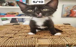Bombay cats for sale: Bombay X Siberian kittens - Image 1