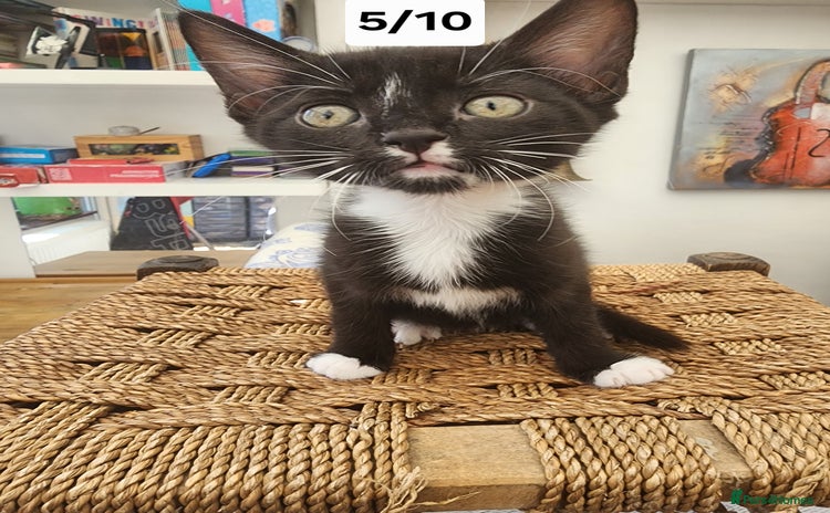 Bombay cats - Advert 1