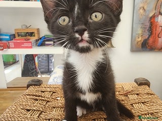 Bombay cats - Advert 12