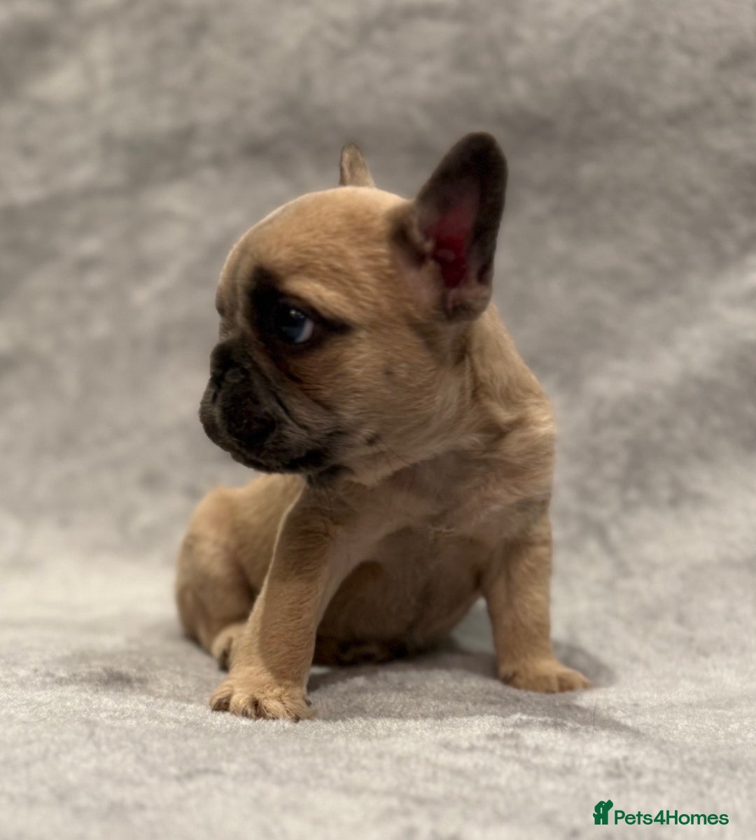 French Bulldog dogs for sale: Beautiful French bulldog puppies 💙💙🩷🩷 - Advert 5