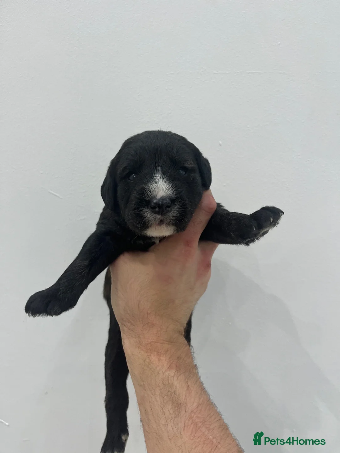 Mixed Breed dogs for sale: Whoodle pppies  in East Boldon - Advert 12