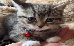 Mixed Breed cats for sale: Lovely kittens  - Image 4