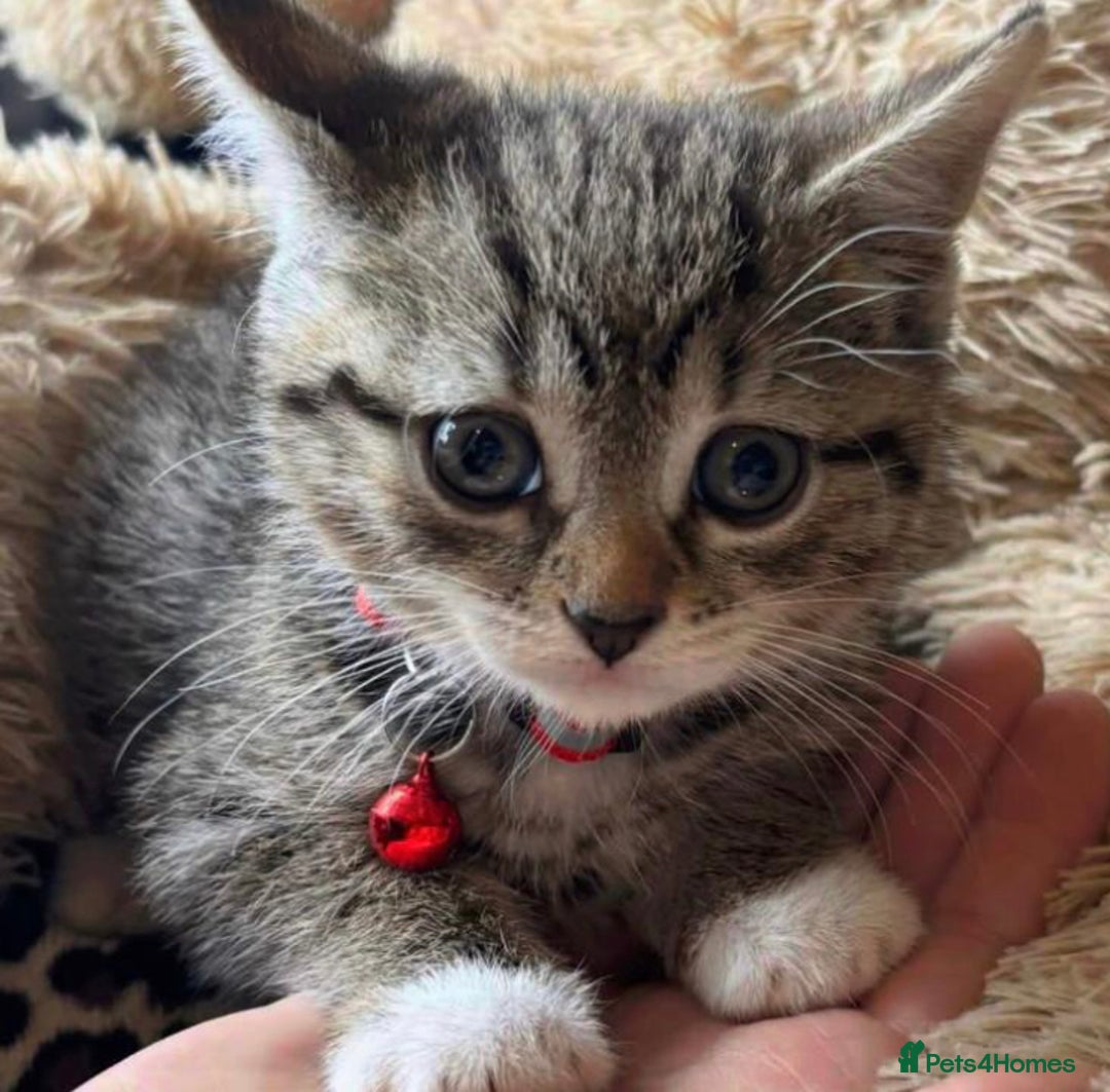 Mixed Breed cats for sale: Lovely kittens  - Image 4