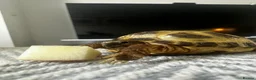 Tortoise reptiles for sale: Horsefield Tortoise in Alford - Advert 6
