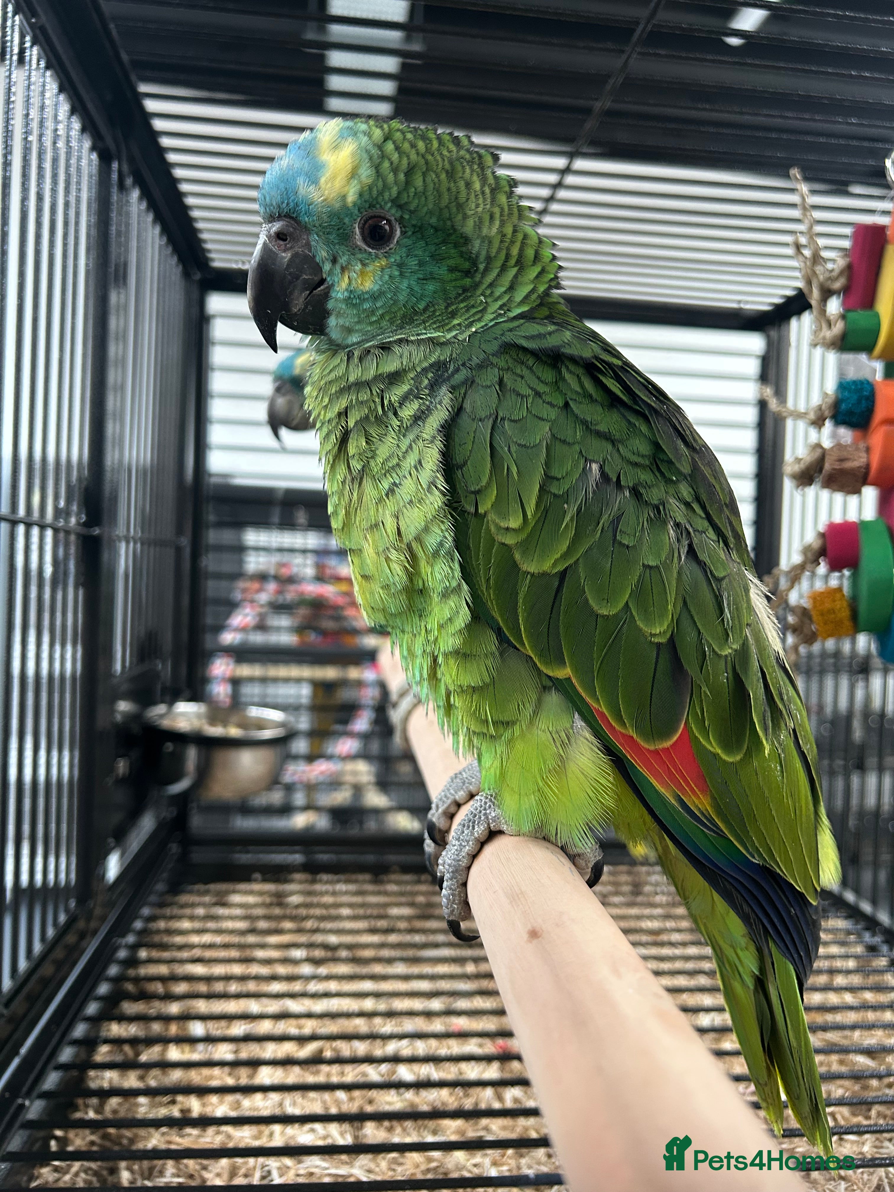 Parrots birds Hand Reared Baby Blue Fronted Amazons  - Advert 5