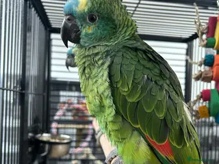 Parrots birds Hand Reared Baby Blue Fronted Amazons - Advert 5