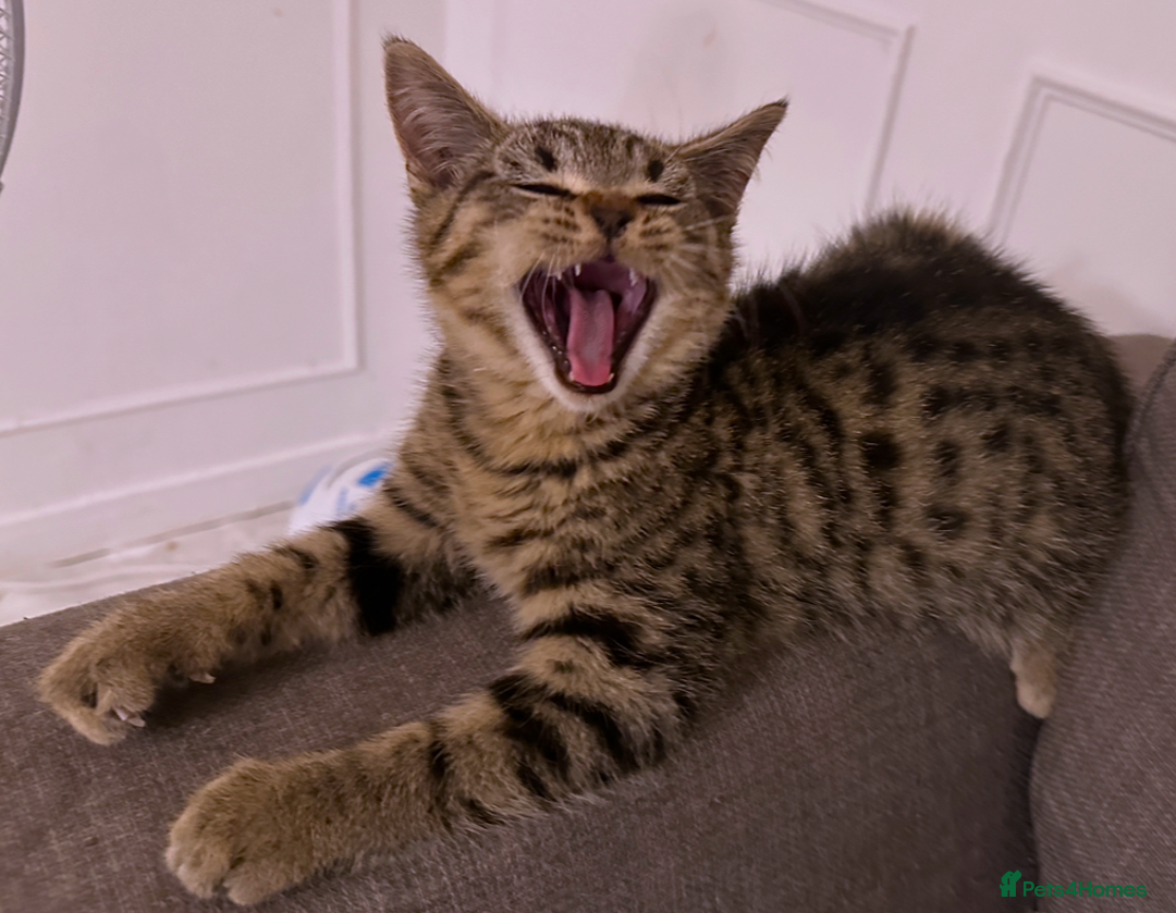 Bengal cats for sale: Gorgeous bengal boy for sale READY NOW!!! - Image 6