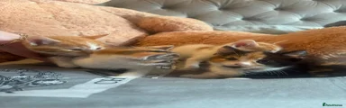 Mixed Breed 3