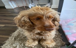 Cocker Spaniel dogs for stud: Proven Chocolate Sable Show Cocker STUD in Hull - Image 15