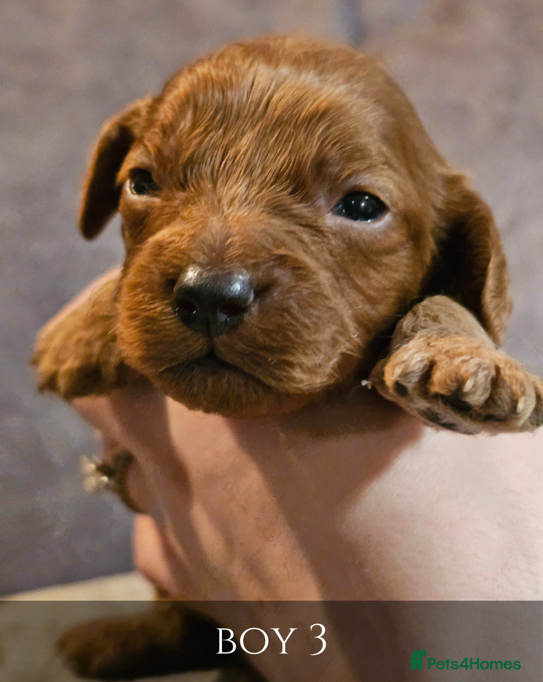 Cavapoo dogs for sale: 5 Beautiful Deep Red Cavapoo Pups - Advert 17