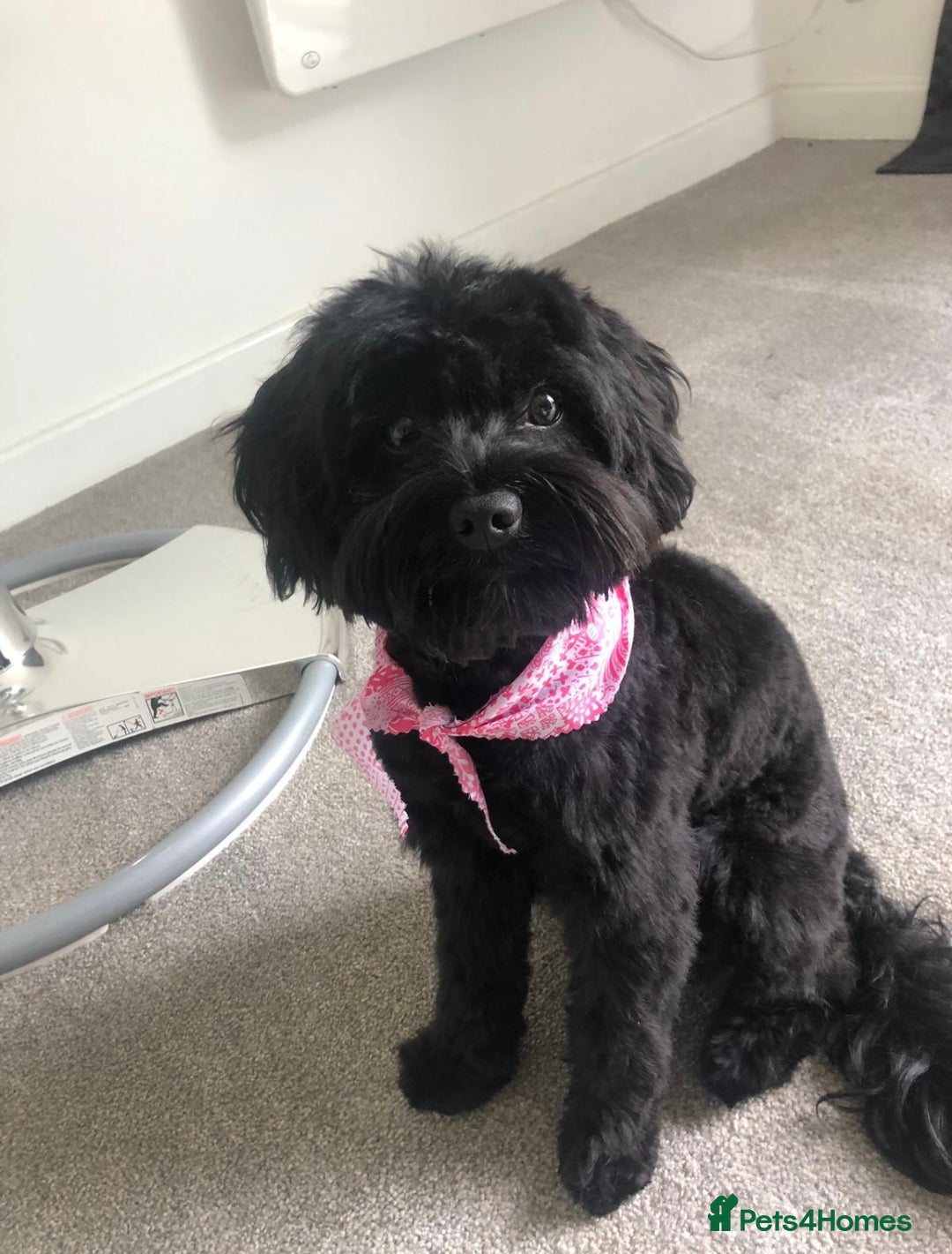 Yorkiepoo dogs for sale: Toy Yorkiepoo F1b - Image 8