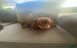 Miniature Dachshund dogs for sale: Pure mini chocolate/tan 6wk old dachshund boys  - Image 3