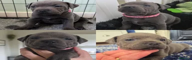 Staffordshire Bull Terrier Puppy 2