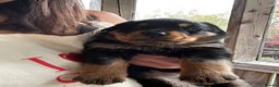 Rottweiler dogs for sale: Beautiful Rottweiler Pups Ready for New Homes - Advert 2