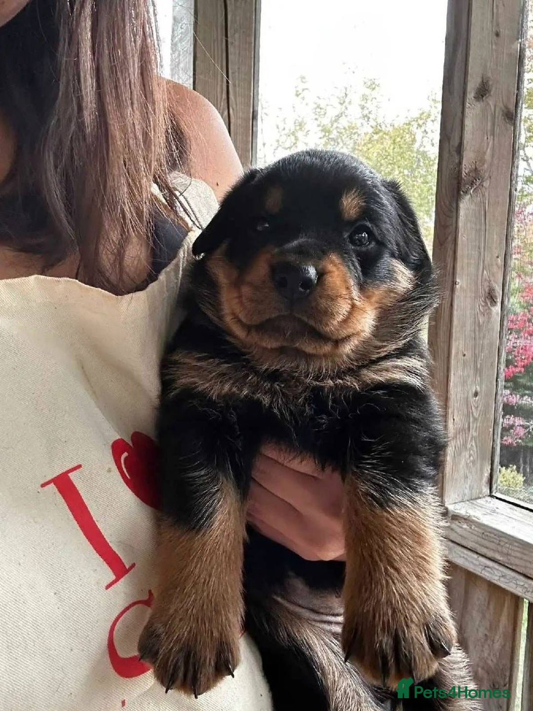 Rottweiler dogs for sale: Beautiful Rottweiler Pups Ready for New Homes - Advert 2