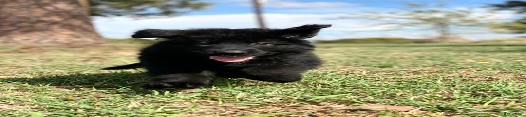 German Shepherd Puppy 1