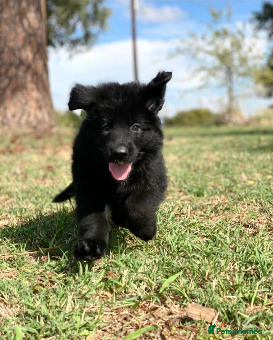 German Shepherd dogs for sale: Guardian German Shepherd Dogs!!! - Image 1
