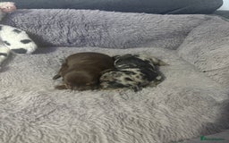 Miniature Dachshund dogs for sale: Stunning Miniture Dachshund pups for sale - Advert 9