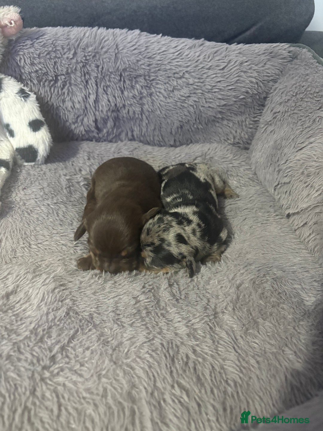 Miniature Dachshund dogs for sale: Stunning Miniture Dachshund pups for sale - Advert 9