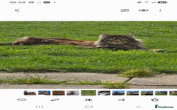 Maine Coon cats for sale: Beautiful 3/4 maincoon kittens  - Image 18