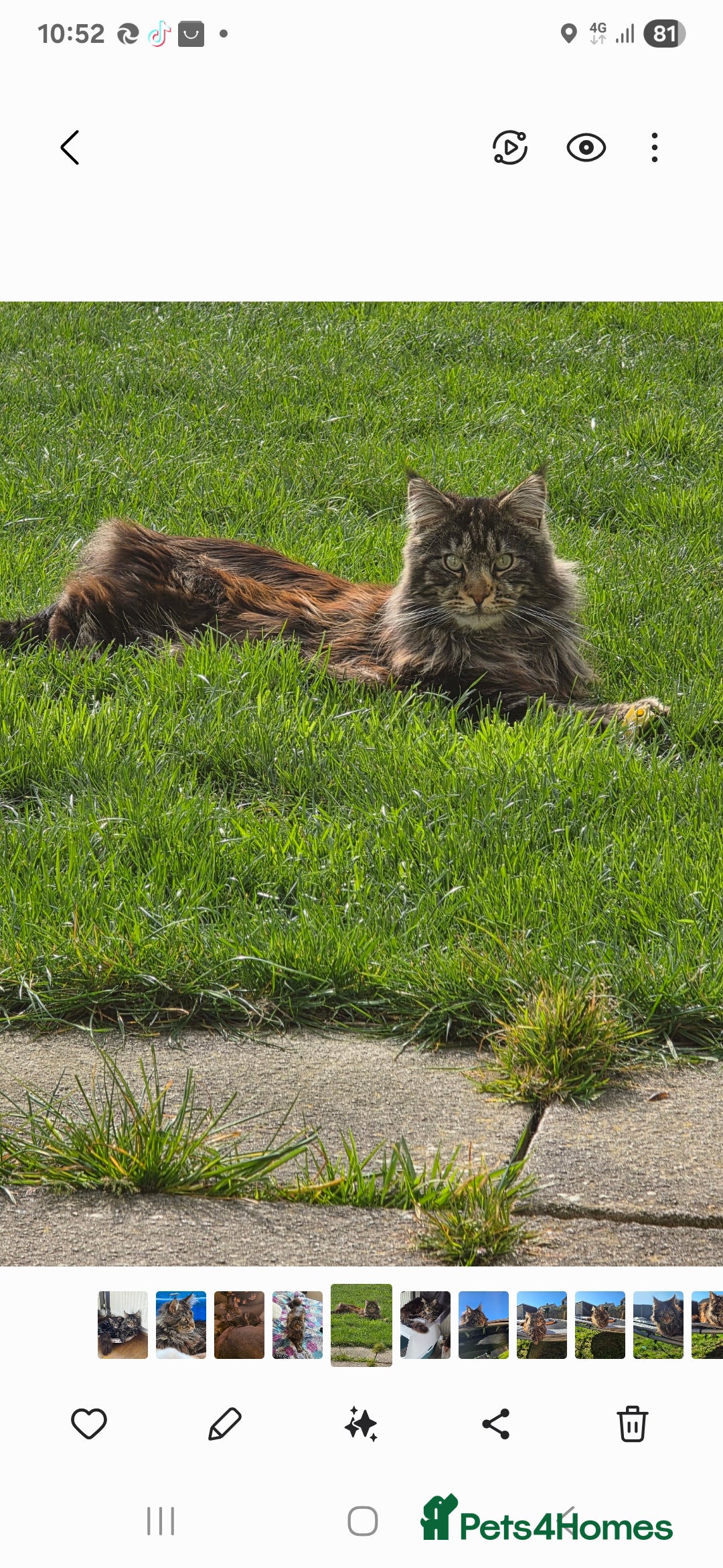 Maine Coon cats for sale: Beautiful 3/4 maincoon kittens  - Image 18