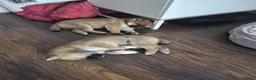 Japanese Shiba Inu dogs for sale: Last Lovely Shiba Inu Puppy, Ready for home now! - Advert 29