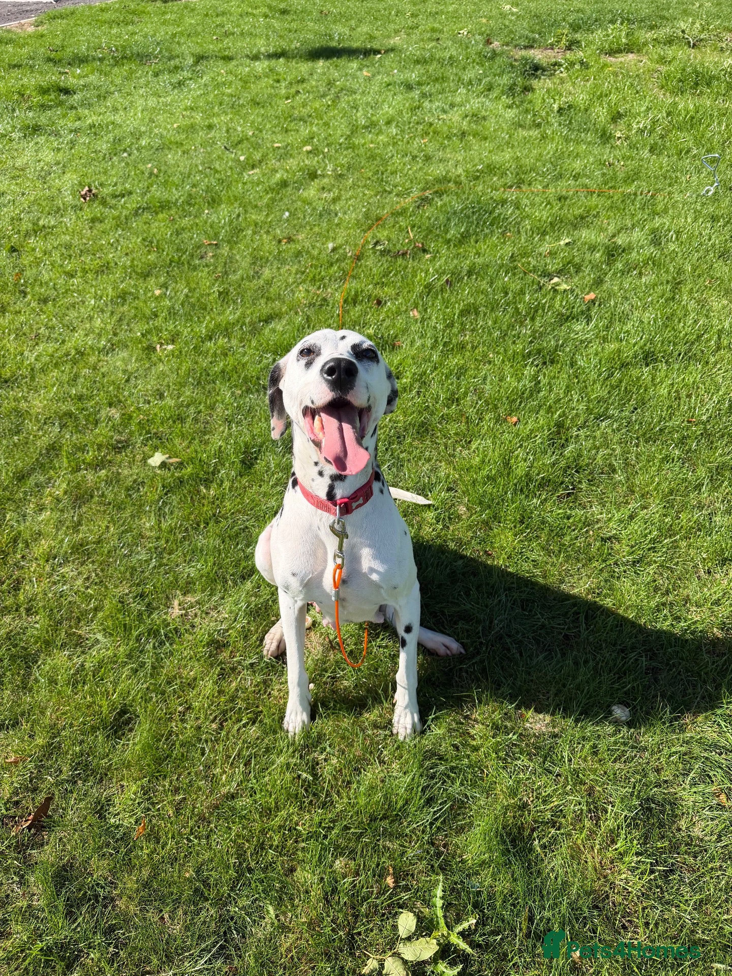 Dalmatian dogs 🏆🐾waiting list litter DUE END SEP 🐾🏆 - Advert 2