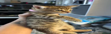 Bengal 1