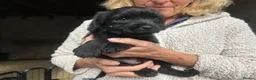 Mixed Breed dogs for sale: Border terrier x border poodle  - Advert 3